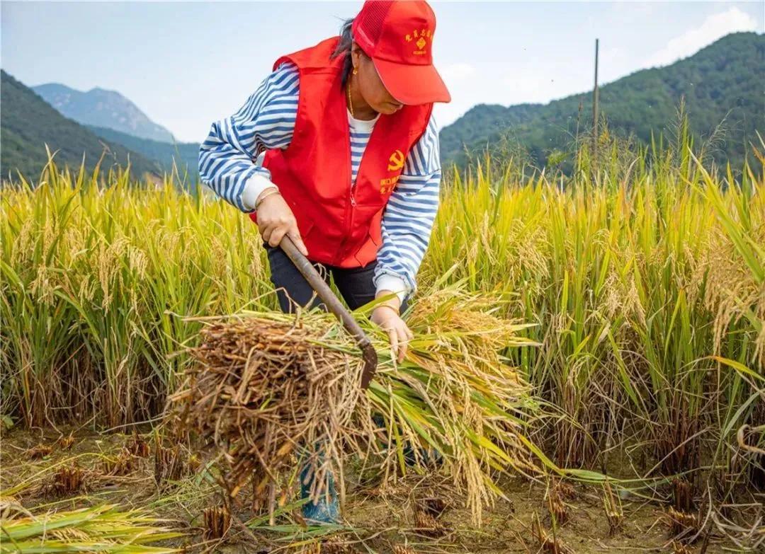 看！这是临安“雪山大米”的故事