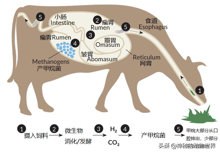 牛可产奶、产肉、有益人类,也可以产甲烷,产温室效应,有害人类