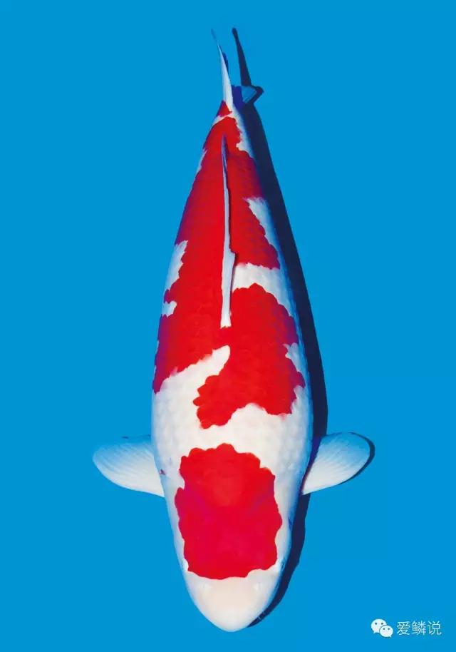 锦鲤碰了受伤了怎么治疗,锦鲤外伤要不要下盐