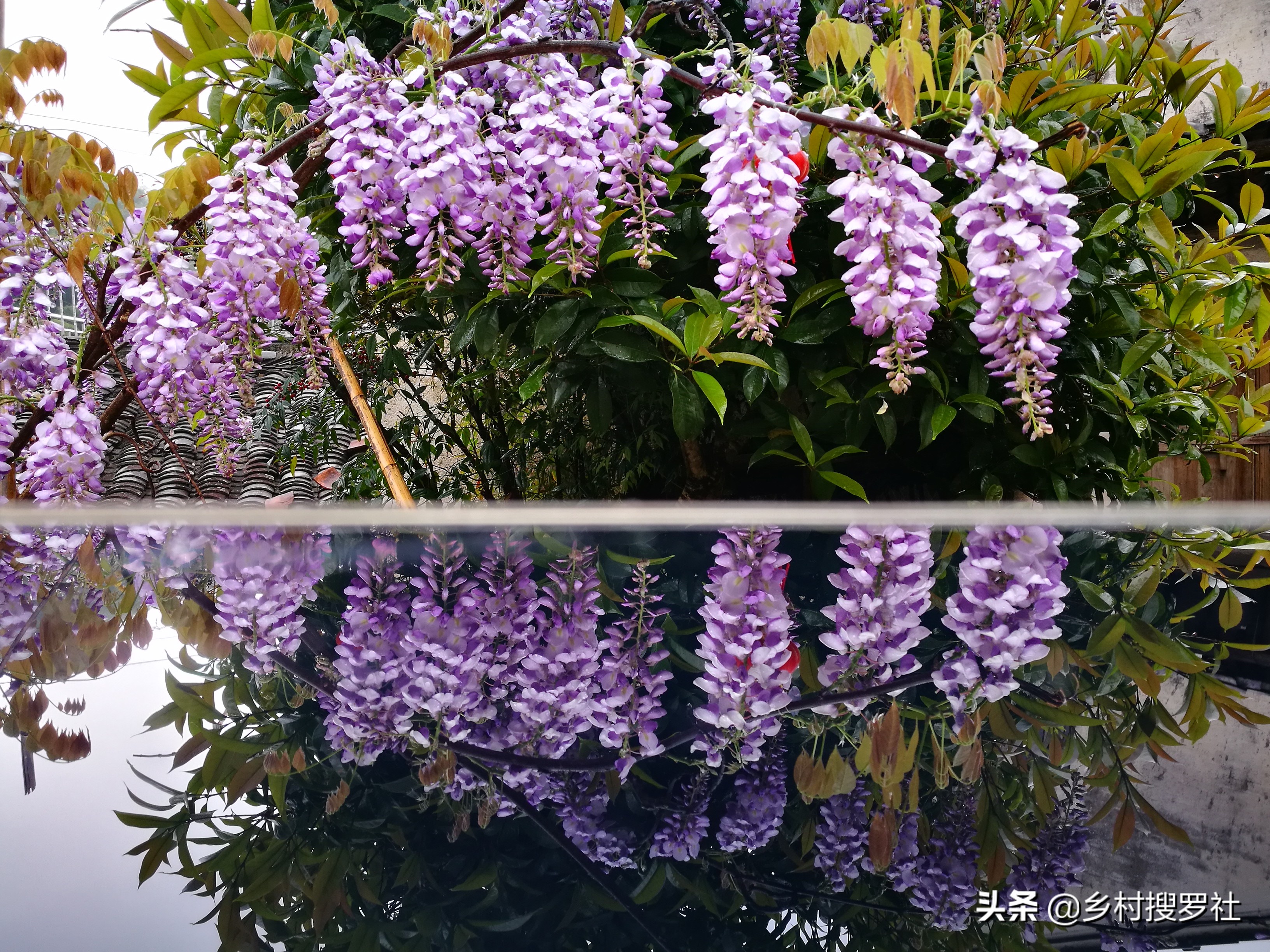 紫藤从幼苗开始经过几年才能开花,紫藤下山老桩的嫁接法