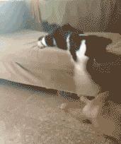 你根本不知道，养只猫有多幸福！