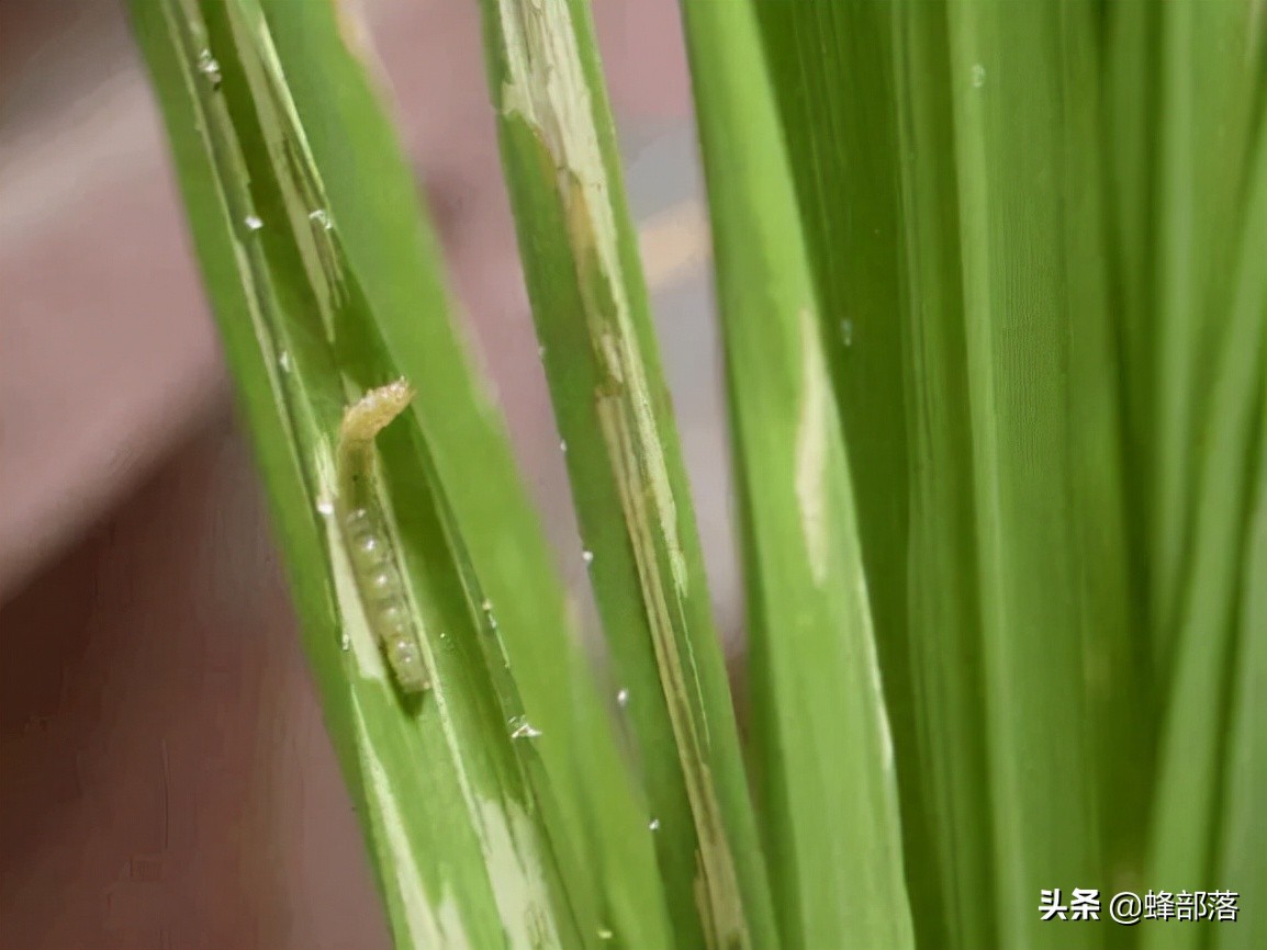 稻田养鱼为什么不赚钱视频,年赚600万稻田养鱼为什么没人养了