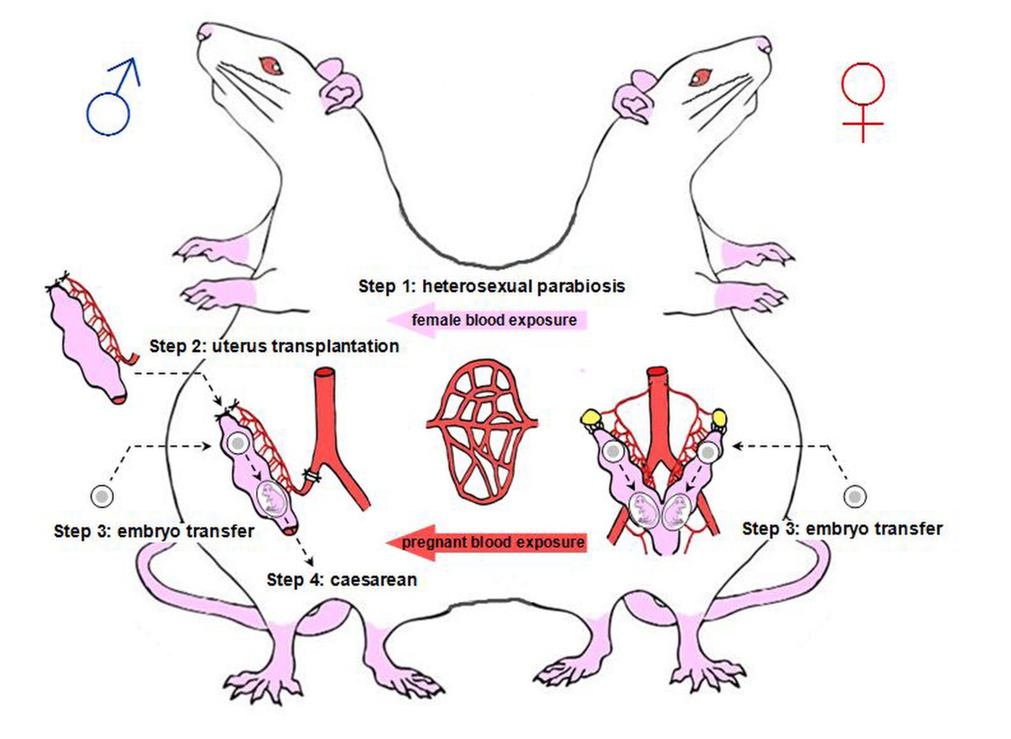 科学家将人类和动物基因融合一体,科学家让公鼠成功怀孕