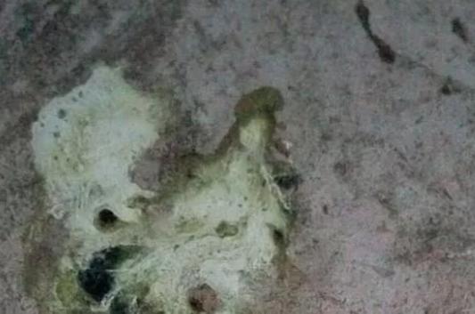 鹅感冒拉白痢用什么中草药,鹅拉青绿色粪便是什么病用什么药