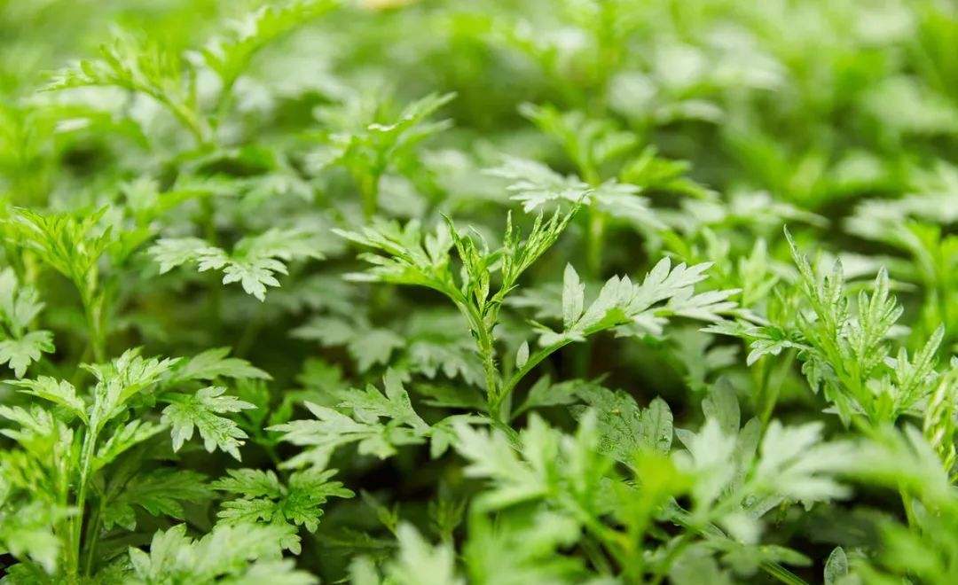 家里养的驱蚊植物叫什么草,适合户外庭院种的驱蚊草