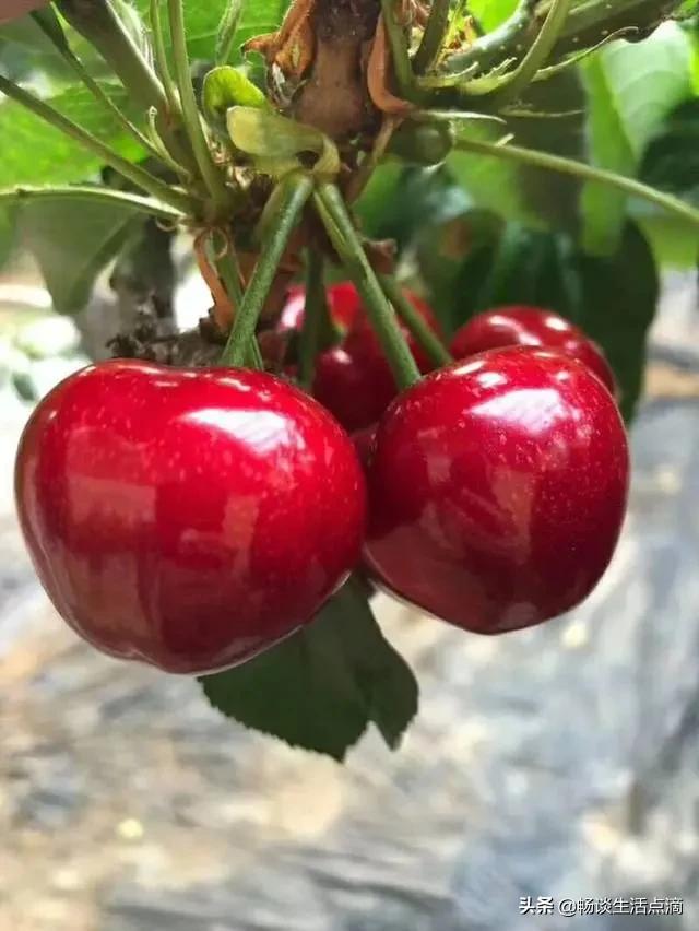 樱桃怎么挑出最甜的,怎么挑甜的樱桃