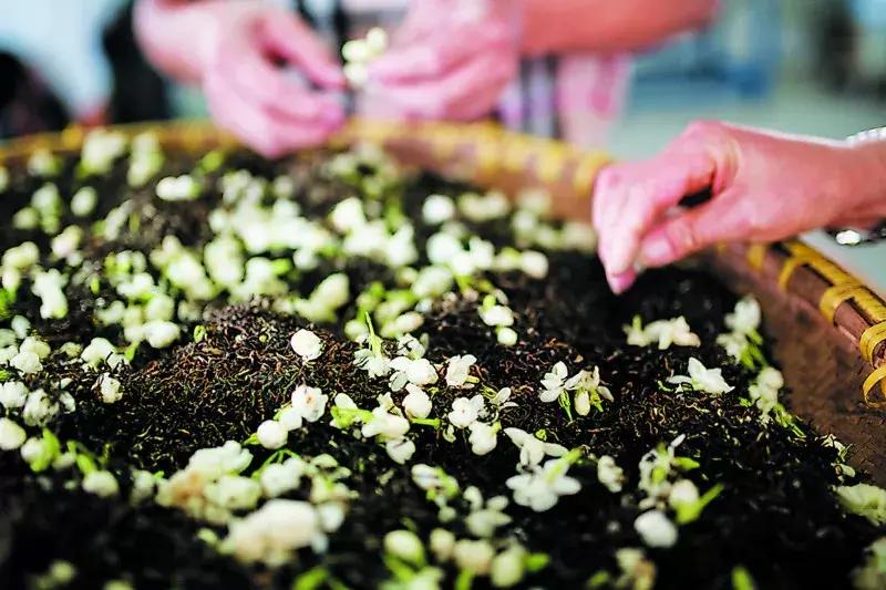 杭州街头的桂花又香了，emmm应该也挺好吃的吧