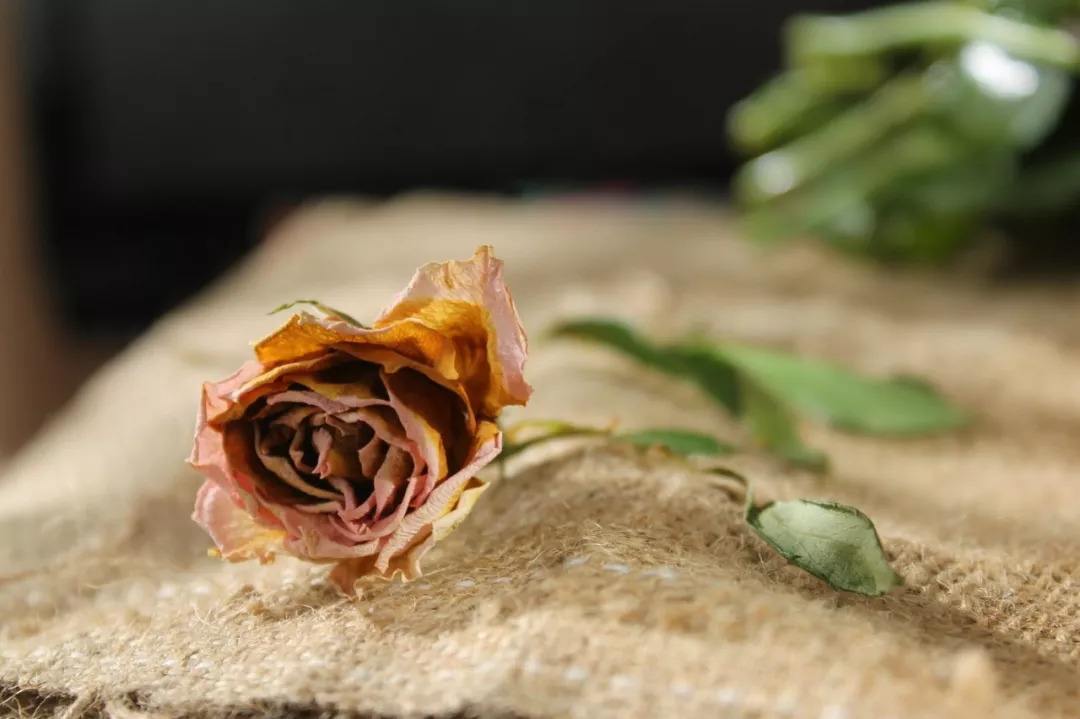 秋天室内干燥对身体有害吗？如何让室内保持舒适湿度？