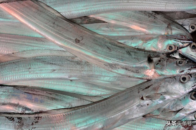 司机被迫吃生带鱼考验我们有关方面怎样把好事情办好