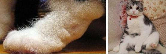 最近很火的猫咪折耳猫,有着天使的面孔的猫