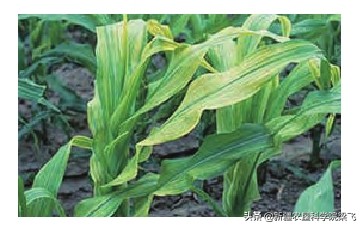 科学补钙螯合钙,科学补钙易吸收