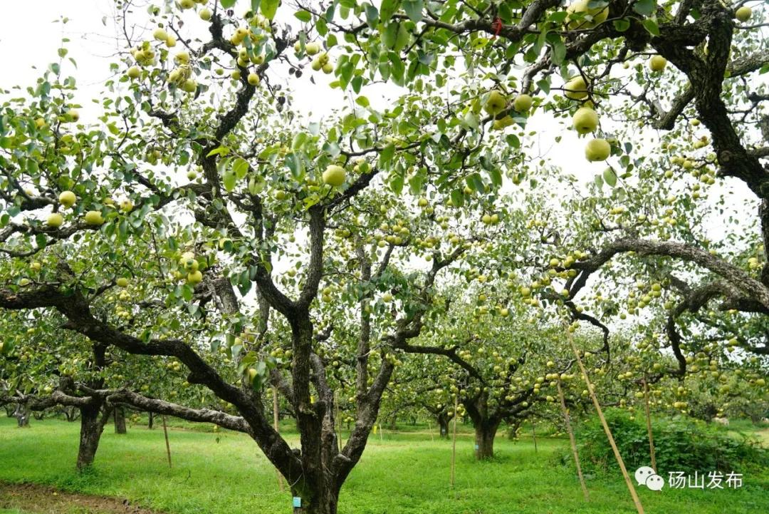 来赴一场雪乡长白山之约,来赴一场冬日的黄金之约