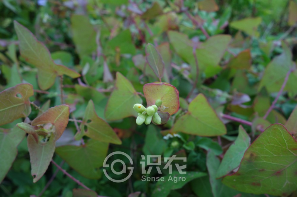 每日一草植物讲解,每日一草字帖