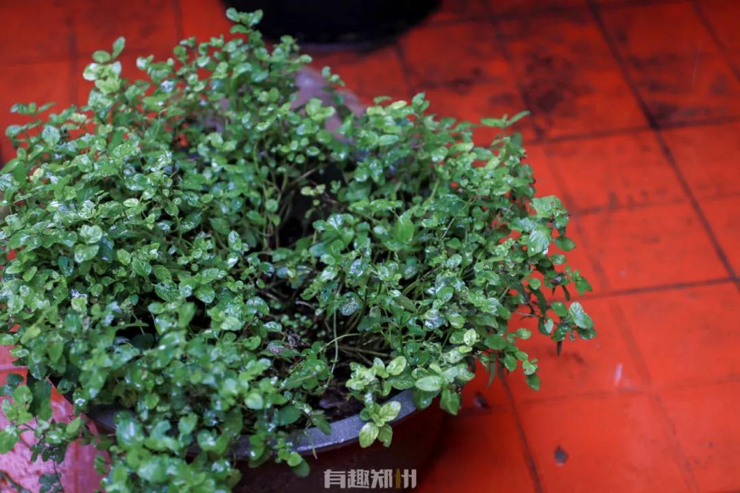 北街13号咖啡馆,隐藏在巷子里的一家复古咖啡店