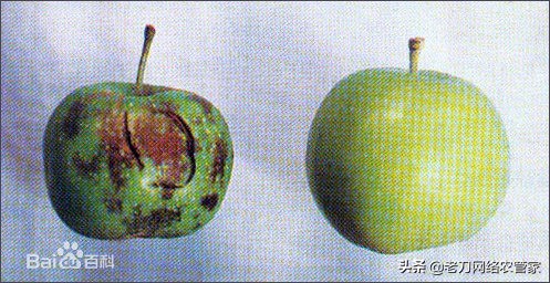 苹果缩果病怎么治疗最好,大枣缩果病如何防治