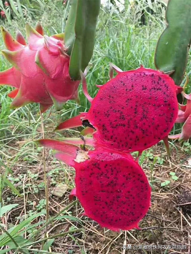 平度苗木基地桃树苗,山东日照苗木种植基地桃树苗