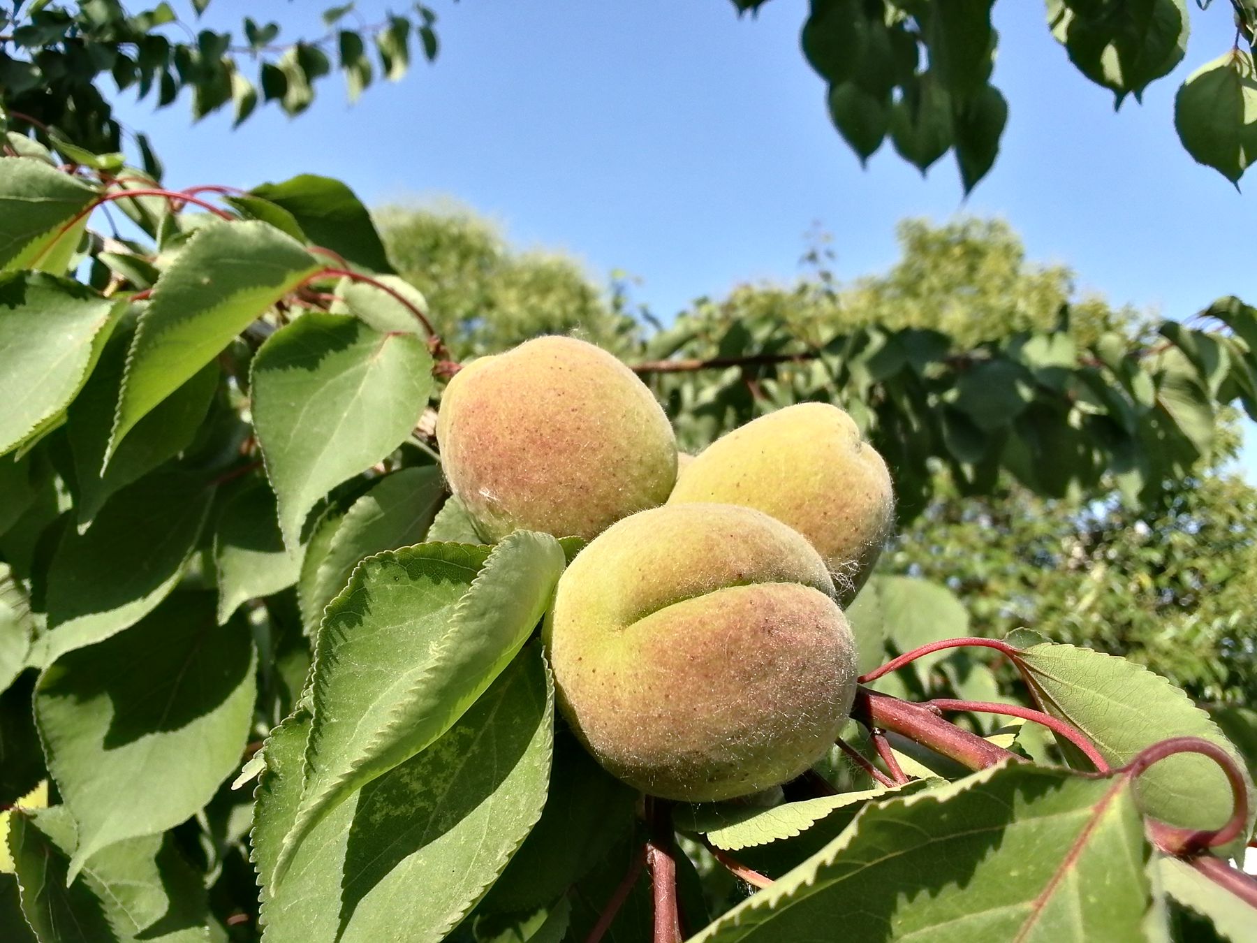 荣耀平板58.0寸,荣耀小平板58英寸评测