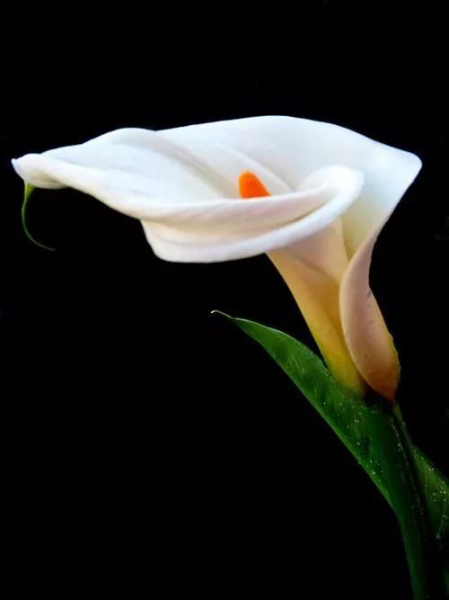 少儿主播蔡紫萱：五月，你好