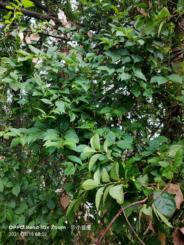 像蟒蛇一样的树,在丛林里看到了一条大蟒蛇