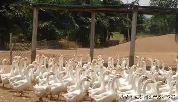 室内养殖最挣钱的项目,现在农村养殖什么最赚钱