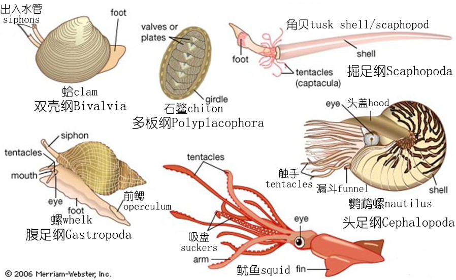 怎么区分章鱼八爪鱼鱿鱼墨鱼乌贼,章鱼鱿鱼墨鱼都是软体动物吗