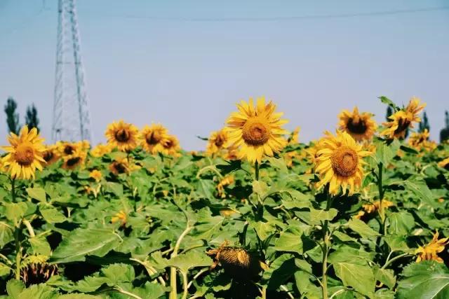 她的美是你无法企及的,她的美是不可方物的美