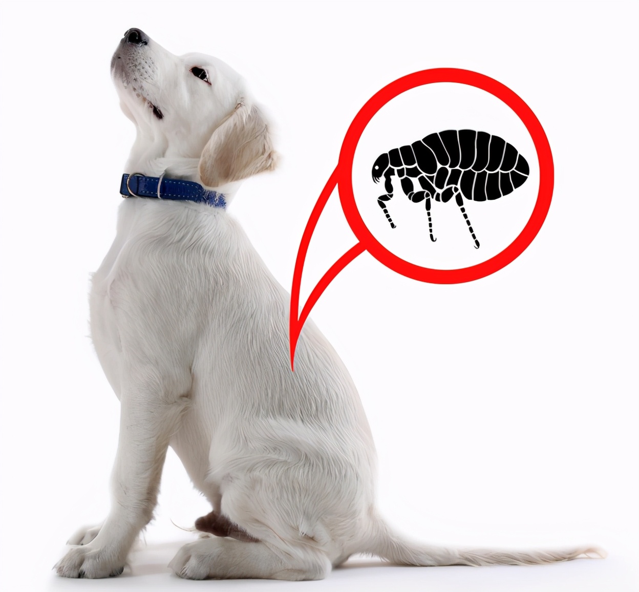 狗狗身上长了跳蚤喷了药多久洗掉,狗狗身上有跳蚤怎样快速处理