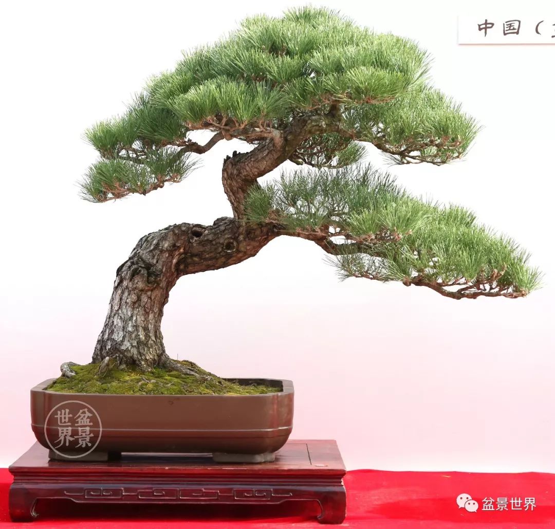 精品黑松盆景欣赏,富贵大气的盆景有哪些