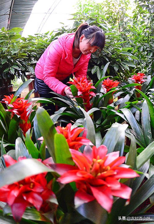所有过期药片都能养花吗,过期土霉素药片养花