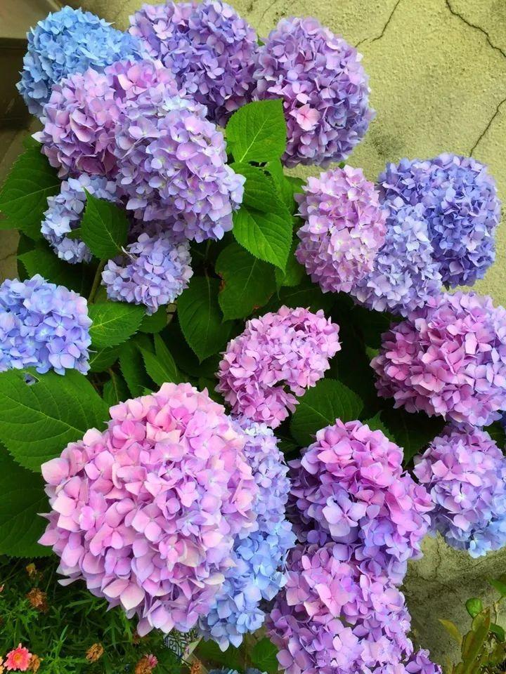 月季常见病害图解,月季枝干高花苞小怎么办