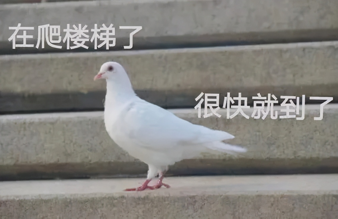 ov和小米最新信息,小米与ov在海外和在国内的变化