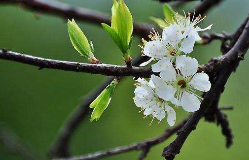 一年两个春带毛贵如金指的是什么,一年两个春带毛贵如金有道理吗