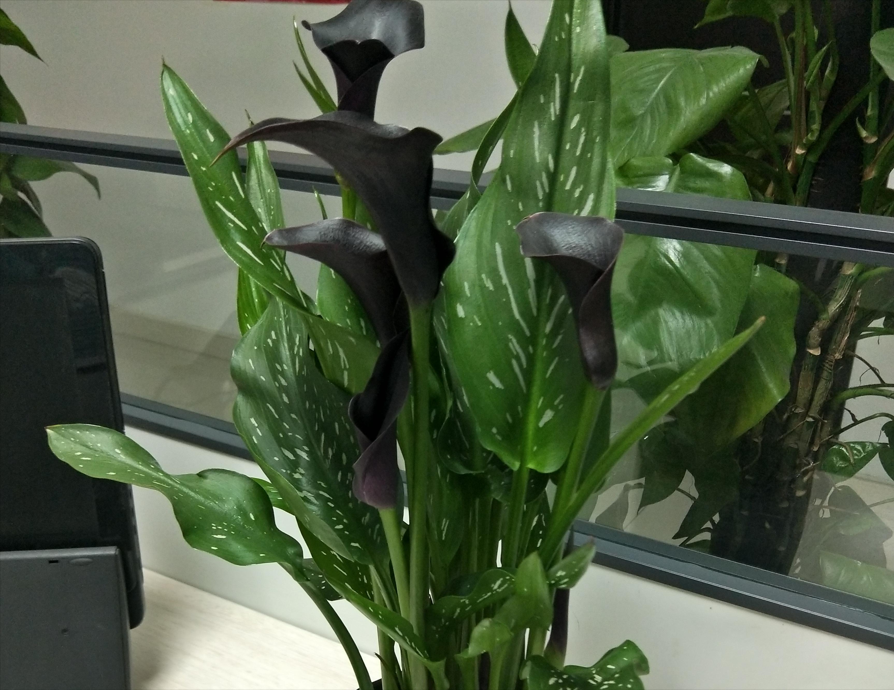 天热什么时候给花浇水好,为什么低温时少给花浇水