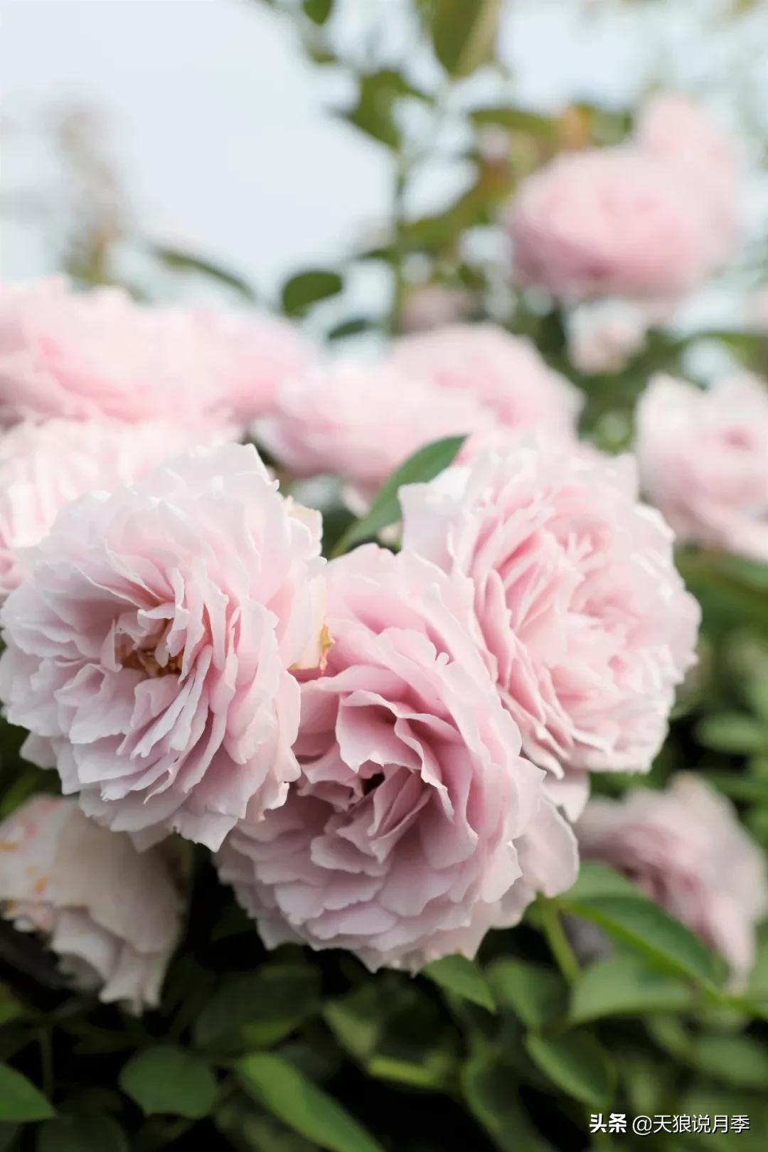 又一个十年,国产自育品种