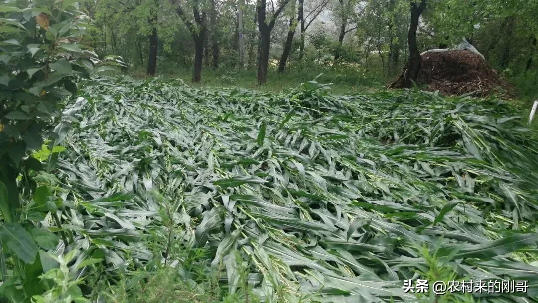 玉米被风刮倒了好几亩,玉米刚抽穗被风刮倒怎么办