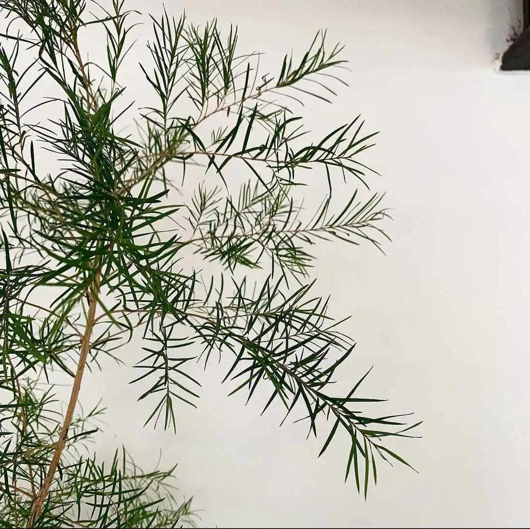 网红必备的高颜值绿植,ins风的网红绿植