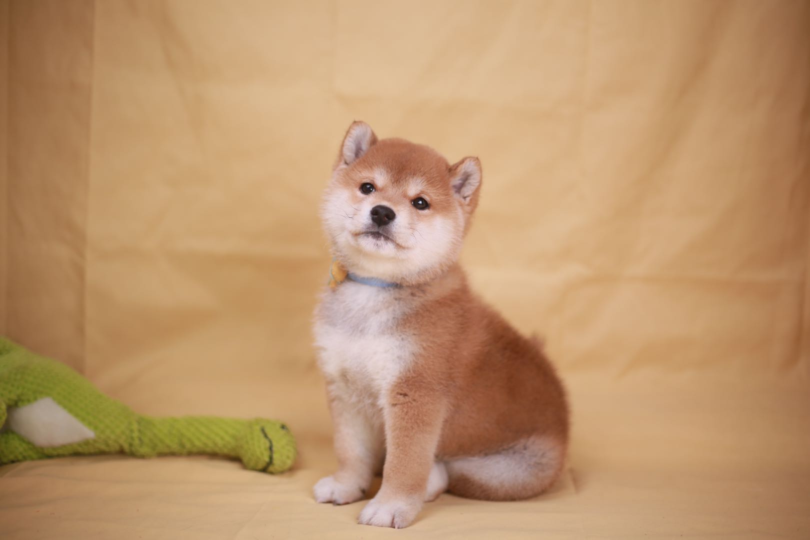 柴犬和秋田哪个是禁养,柴犬黄白不分明