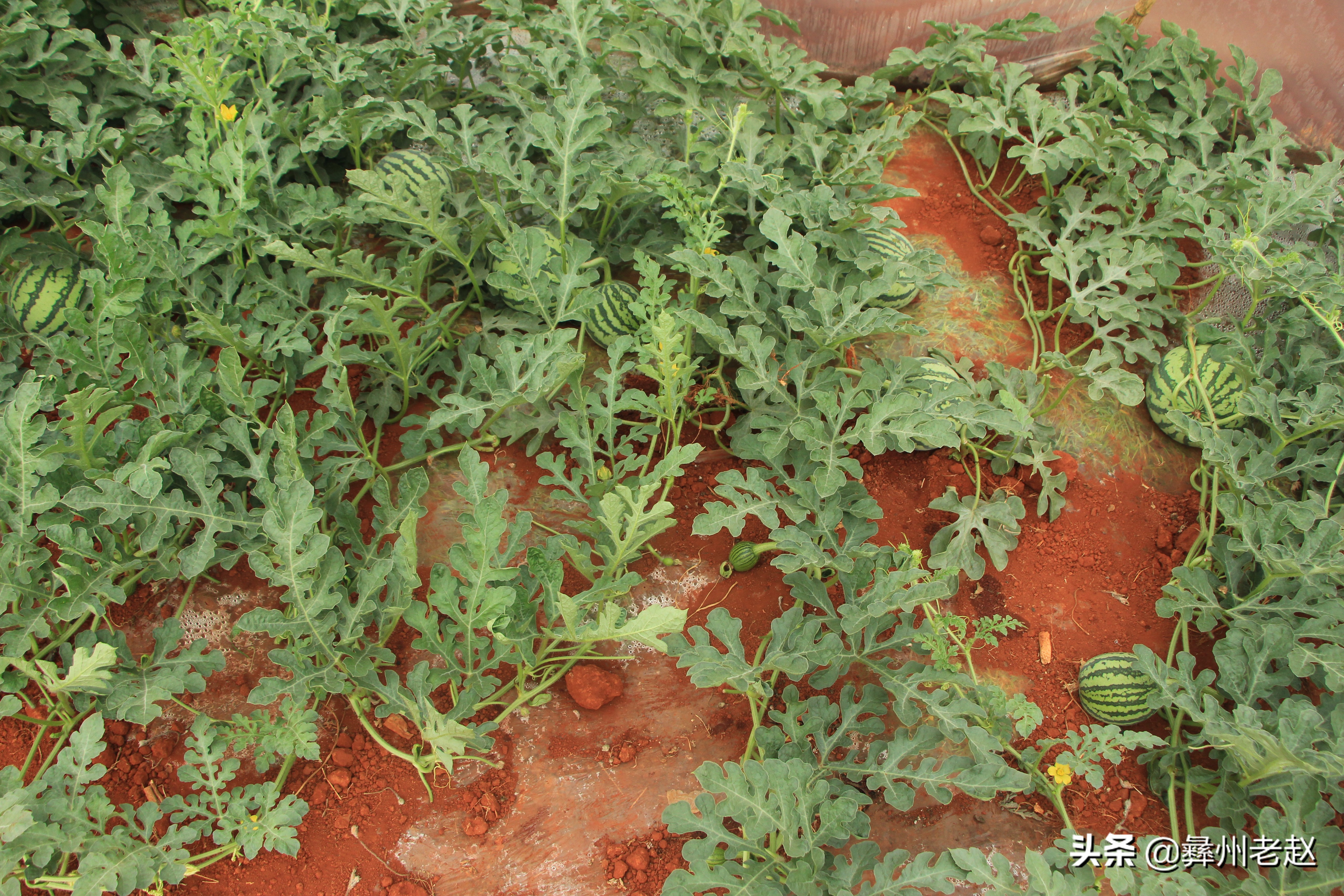 大棚西瓜不膨大怎么回事,大棚西瓜第一次膨瓜肥用什么