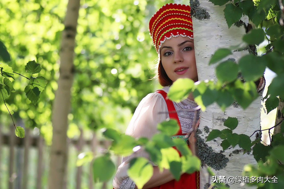 什么树长出桦树茸,除了白桦树还有什么树会长虫子