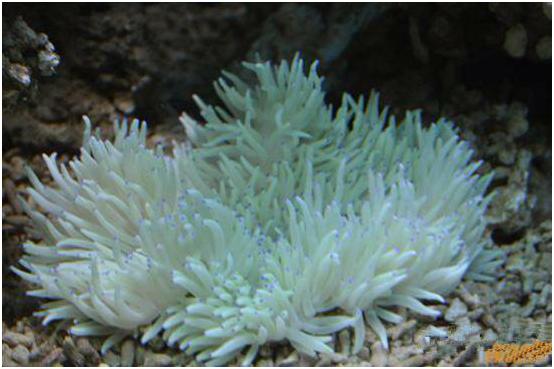 看图识海鲜，这些水产海鲜你都认识吗？