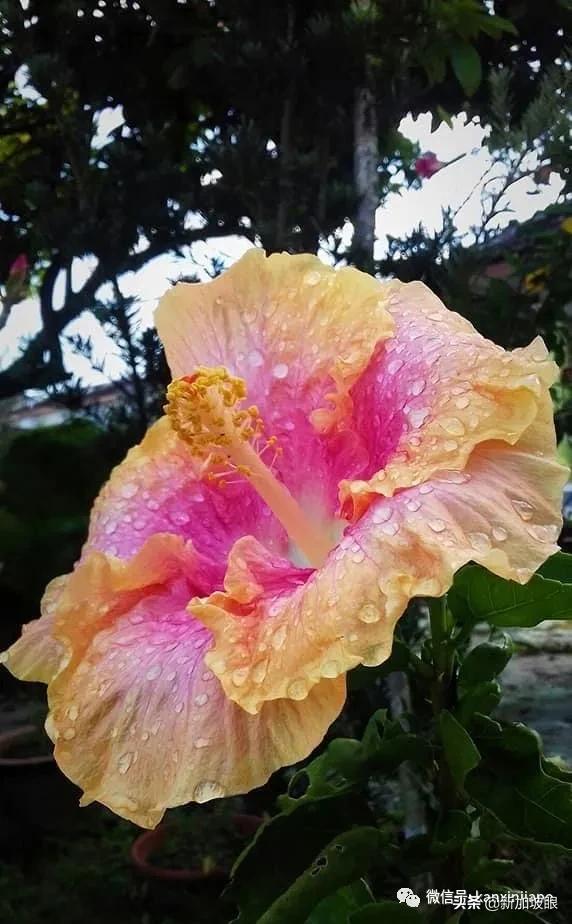 大红花和扶桑木槿有什么区别,木槿花和扶桑花哪个品种好