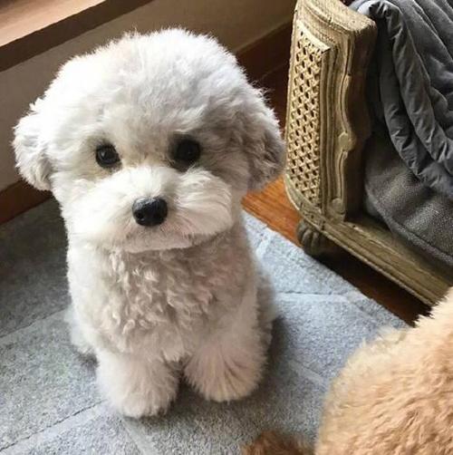 纯种泰迪犬都有5个特征,有这5种表现证明泰迪真的爱你