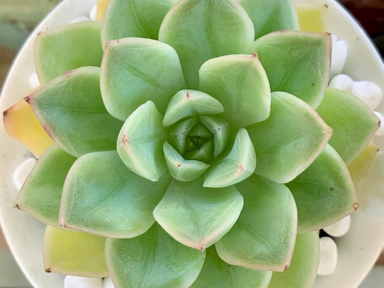 月亮仙子多肉夏季露养,多肉月亮仙子的造型