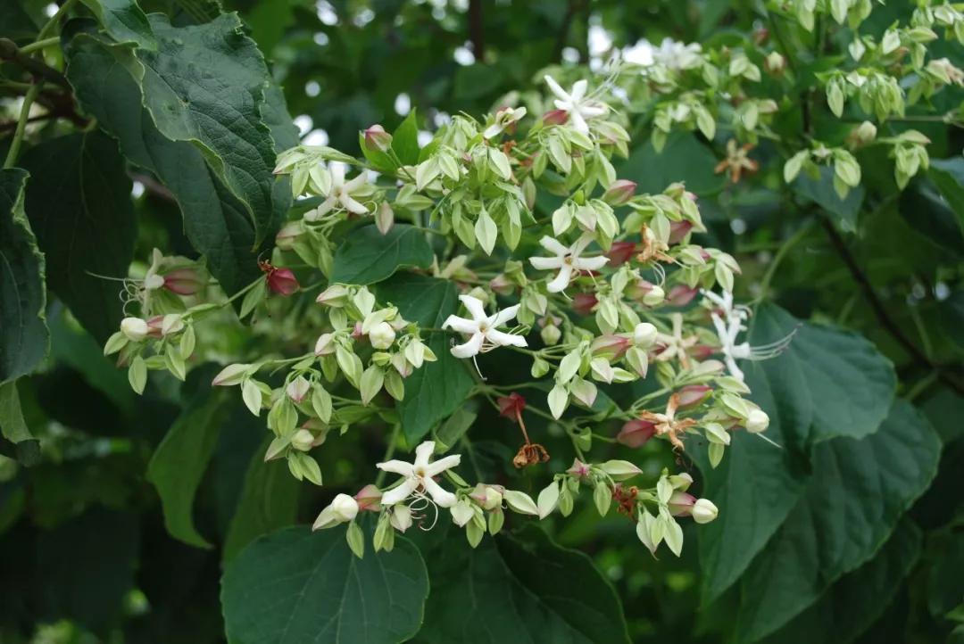 冬天常见中药植物图片及功效,花期长的草本植物图片