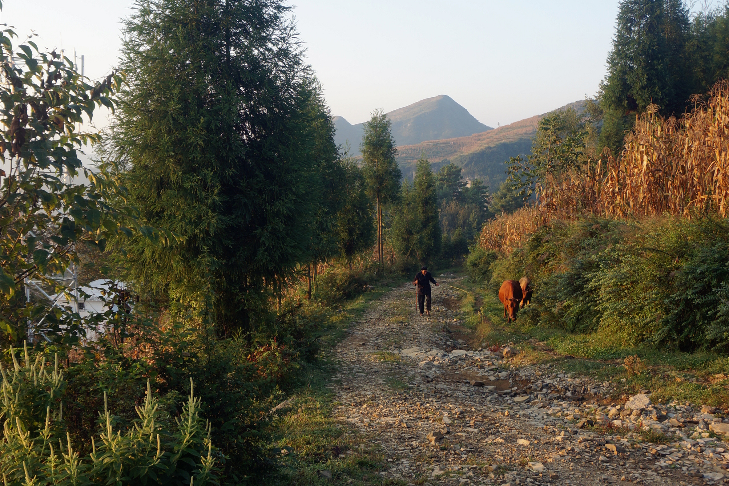 贵州省毕节怎么申请助学补贴,贵州毕节助农政策