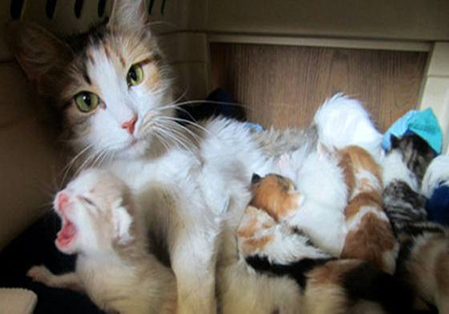 猫咪怀孕以后有什么注意事项,猫咪怀孕后注意事项