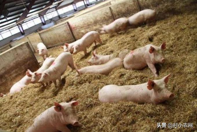 55到65岁在农村能创业什么项目,2021最有前景的10个农村创业点子