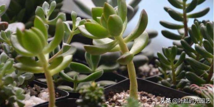 多肉老桩大科普，贱卖老桩可以买？性价比大揭秘！