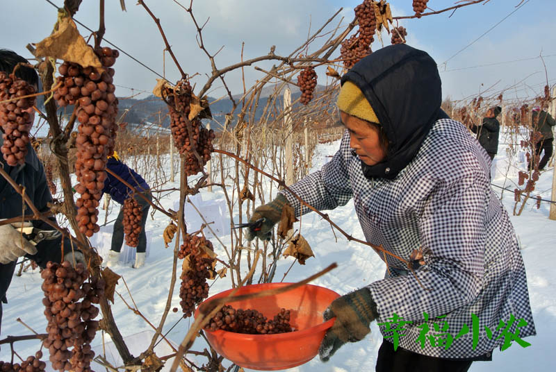 在北方投资500亩冰葡萄,投入数百万,还要建酒庄,可以吗?