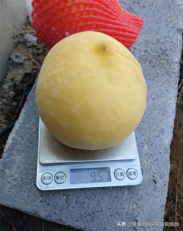 平度苗木基地桃树苗,山东日照苗木种植基地桃树苗